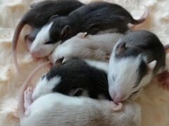 Малышы крысятки