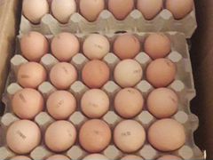 Инкубационное яйцо Бройлера, Индюка, Несушки