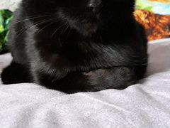 Шотландской вислаухой(остался один чёрный котик