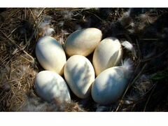 Яйца инкубационные гусиные