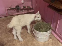 Продаётся заанненская коза с козлёнком