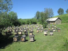 Пасека, 100 пчелосемей