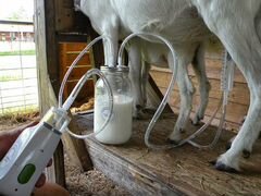 Дойный аппарат для коз