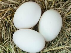 Яйца гусинные инкубационные
