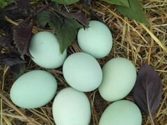Яйца пасхальных кур