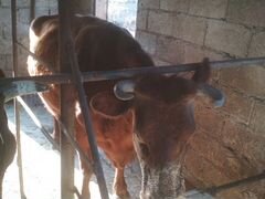 Продам коров красно степной породы и бычков на отк