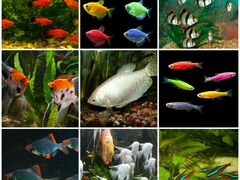 Рыбки и растения от "Аква-Дедушки"