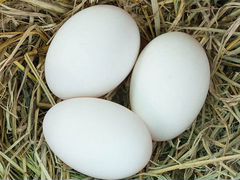 Яйца гусиные под инкубацию
