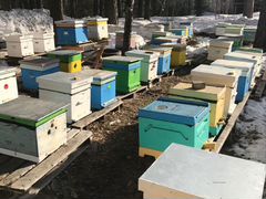 Пчелосемья, пчелопакеты