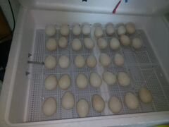 Яйца инкубационные индюшиные
