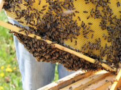 Пчелопакеты. Среднерусская пчела