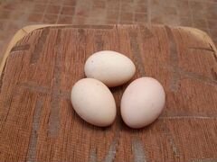 Яйца инкубационные элитной породы кур Брамо
