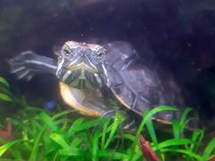Черепаха красноухая (водная) бесплатно