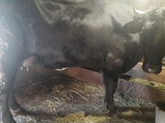 Корова,первотёлка с телёнком