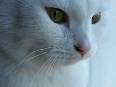 Белоснежная кошка