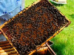 Продаю пчелосемьи и пакеты рут и дадан