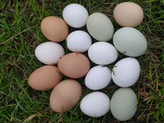 Продаются вкусные домашние куриные яйца