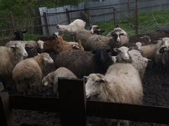 Овцы,козы,кролики