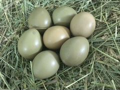 Яйца фазана инкубационное