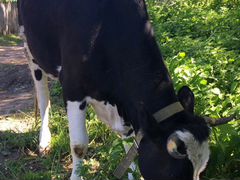 Корова молочная