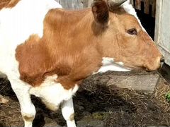 Молодая дойная корова