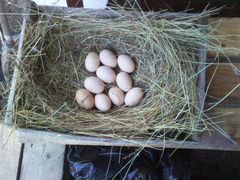 Яйцо фазана инкубационные