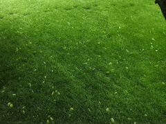 Трава газонная скошенная на корм