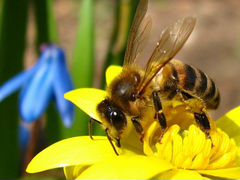 Продам отводки пчёл, плодные матки