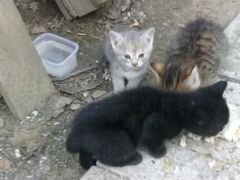 Три котенка ищут свой дом