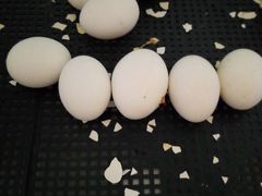 Продам инкубационное яйцо от домашних кур и цыплят