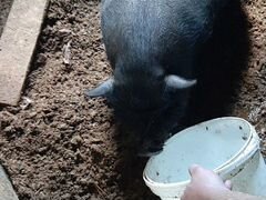 Семья веслобрюхих свиней