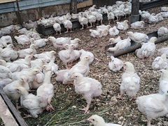 Цыплята бройлерные рос 308. 16 дней