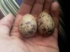 Яйца чайки