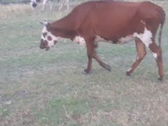 Коровы с тилятами