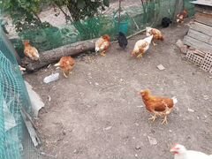 Цыплята несушки подрощенные