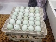 Инкубационное яйцо легбар кремовый