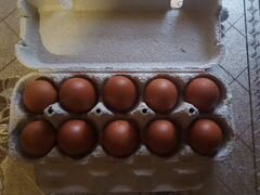 Инкубационное яйцо марана