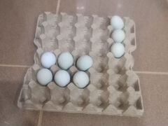 Инкубационное яйцо ухейилюй и амераукана