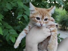 Красивый рыжий котенок мальчик 2.5 месяца