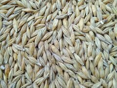 Ячмень,пшеница