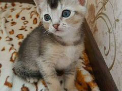 Котята-мама абисинская кошка