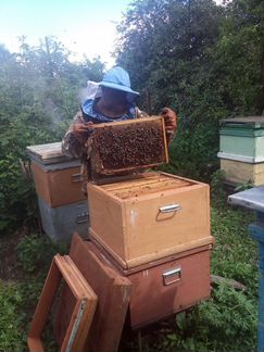 Продаю пчелиную семью