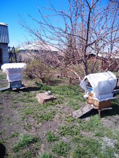Продам ульи пчелиные