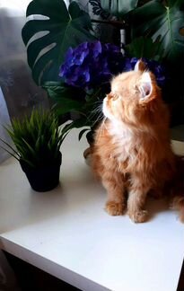 Персидскии котенок