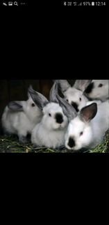 Кролики калифорнийские разного возраста