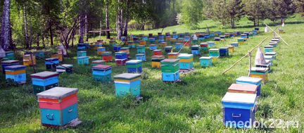 Пчелы, пчелосемьи, пасека в Шарыповском р-не