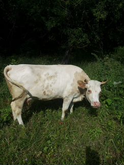 Корова с тёлкой