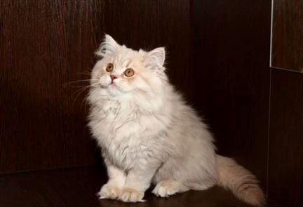 Персидский котенок (девочка)