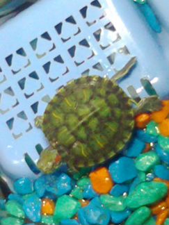 Две черепахи красноухие водяные