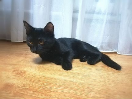 Кошечка черного цвета, 3 месяца